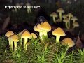 Hypholoma fasciculare-amf981
